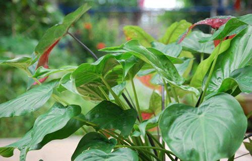 ต้นนางกวัก ต้นนางกวัก