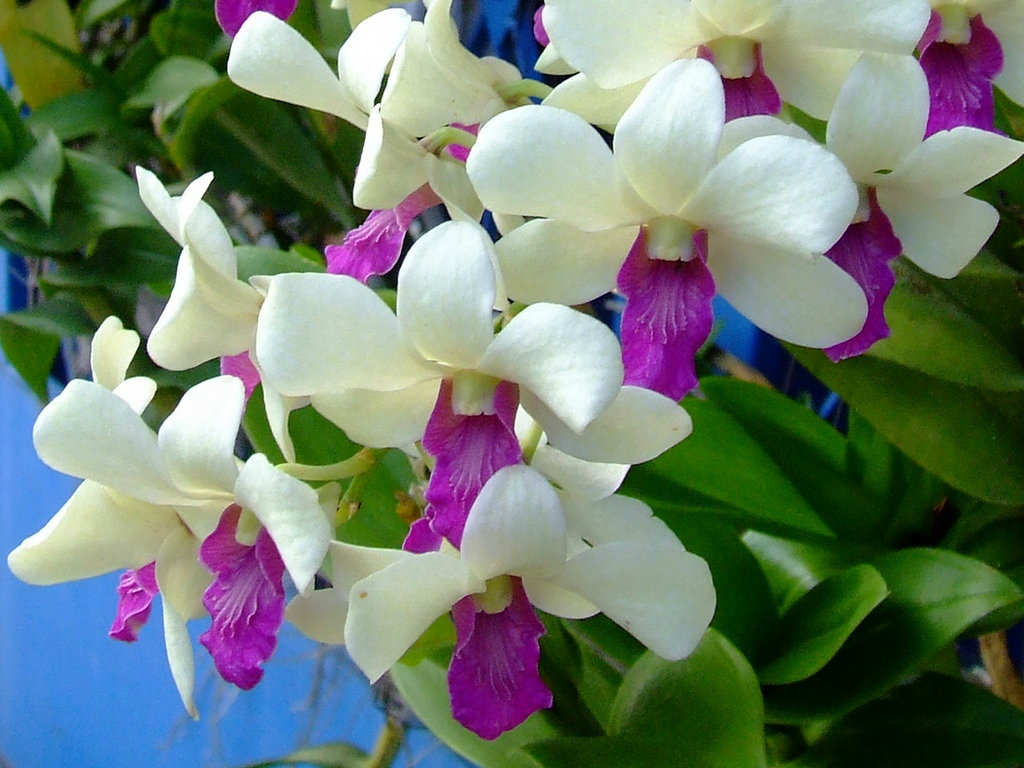 ต้นกล้วยไม้ ต้นกล้วยไม้