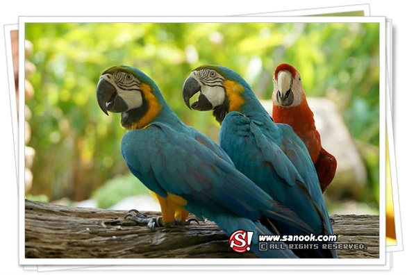 รูปภาพ
