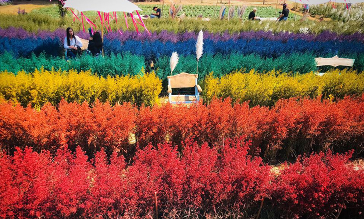 เที่ยวสุรชัยฟาร์ม ชมทุ่งดอกไม้เรนโบว์ที่เดียวในเมืองไทย