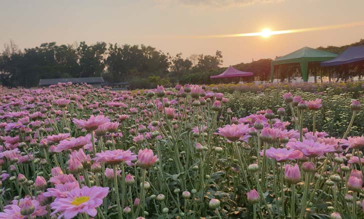 ทุ่งดอกเบญมาศวังน้ำเขียวออกดอกบานสะพรั่ง สีสันแห่งเมืองโคราช