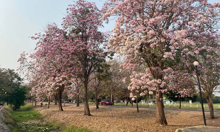 งดจัดงานชมพูพันธุ์ทิพย์เกษตรกำแพงแสน สามารถเข้าชมได้ทางช่องทางออนไลน์