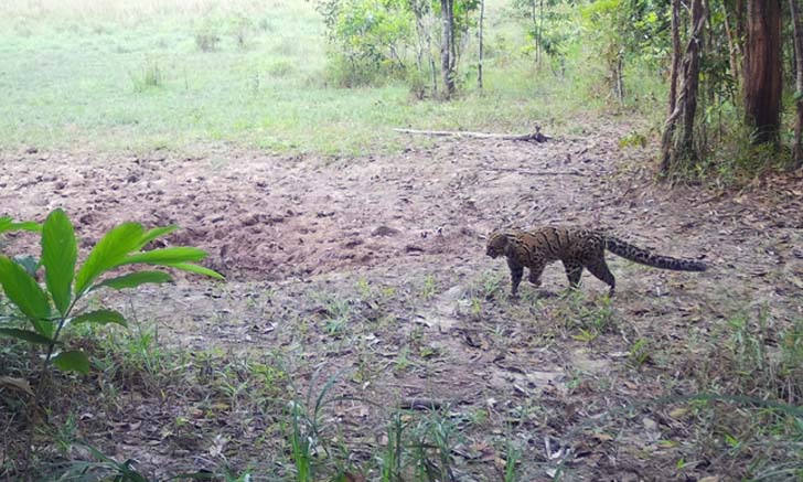 แมวป่าลายหินอ่อน 1 ใน 19 ชนิดสัตว์ป่าหายากโผล่อวดโฉมในอุทยานแห่งชาติเขาใหญ่
