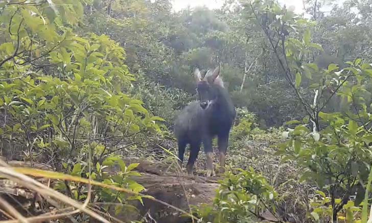 มหัศจรรย์แห่งธรรมชาติ ฝูงสัตว์ป่าเขาใหญ่ ออกมาโชว์ตัวท่ามกลางความชุ่มฉ่ำในหน้าฝน