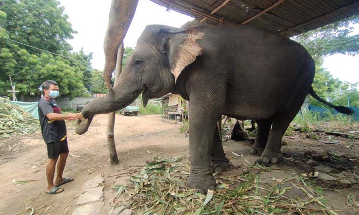 ครอบครัวควาญช้าง สู้วิกฤตไลฟ์สดขายอาหารช้างออนไลน์