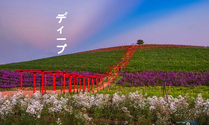 ดิบเขาค้อ คาเฟ่เปิดใหม่ที่เหมือนยกเอาญี่ปุ่นมาไว้ที่เพชรบูรณ์