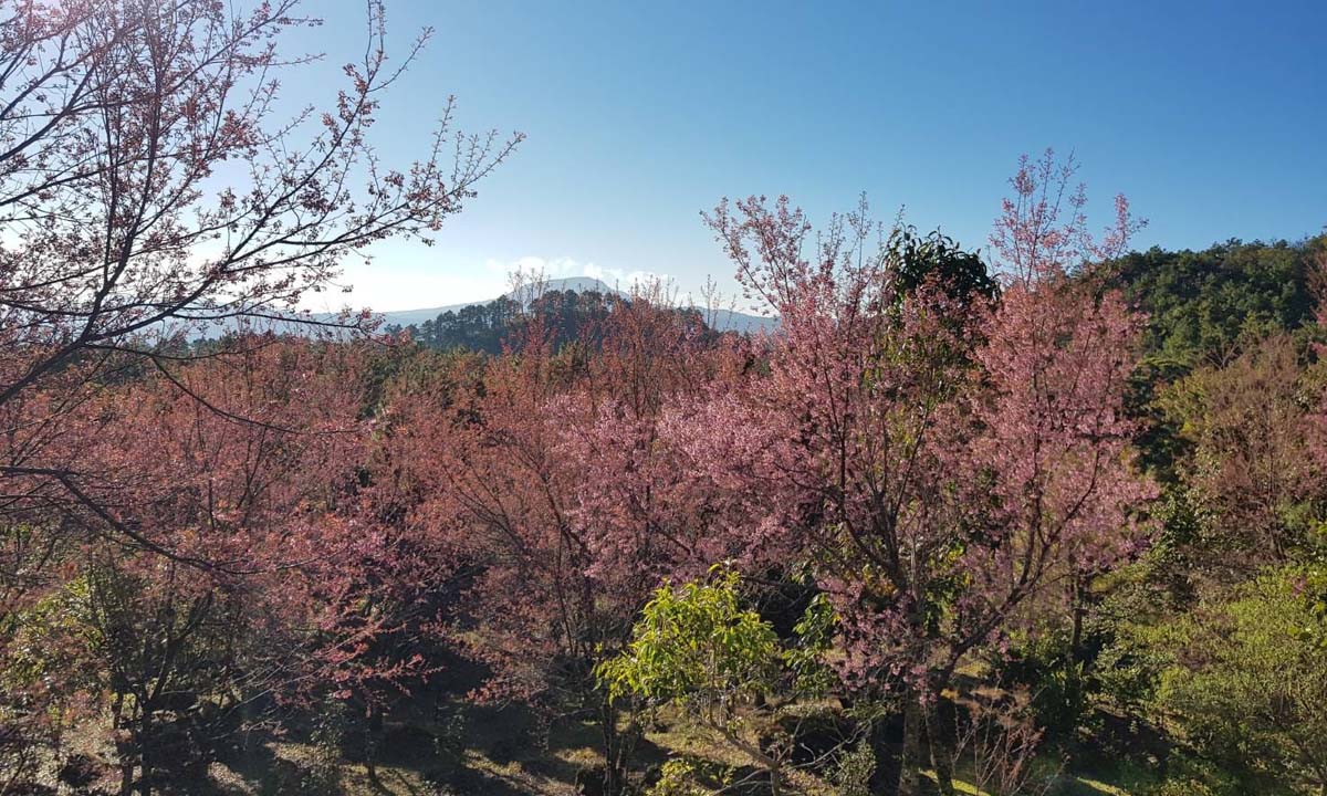 ดอกนางพญาเสือโคร่งโครงการอนุรักษ์พันธุ์กล้วยไม้รองเท้านารีอินทนนท์บานแล้วกว่า 50%