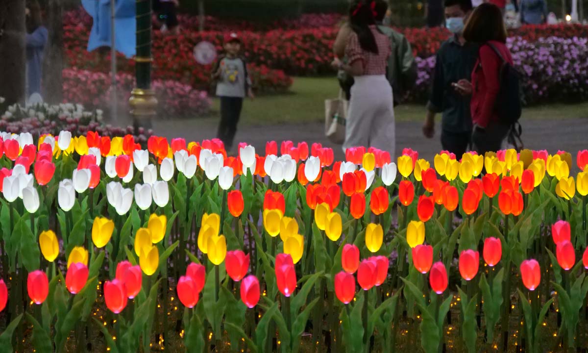 พาไปชมไม้เมืองหนาวนับล้านดอก ท่ามกลางแสงสียามค่ำคืน @เชียงใหม่