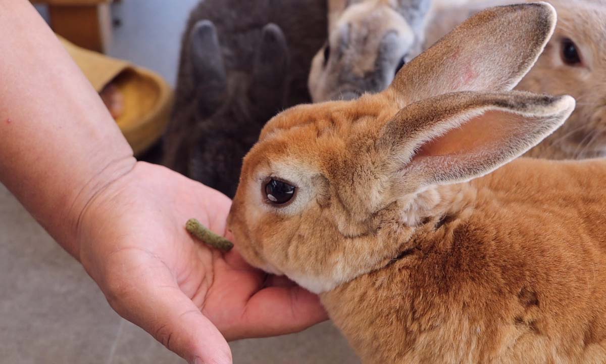 Funny Bunny คาเฟ่ที่เปิดเพื่อเลี้ยงดูกระต่ายที่ถูกทอดทิ้ง