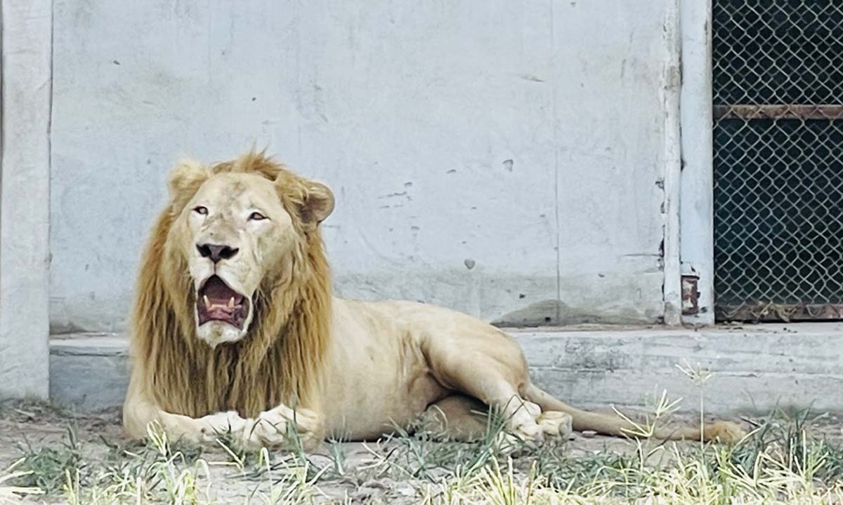 Mountain Coffee at Zoo ร้านกาแฟกลางสวนสัตว์ ถูกใจทั้งครอบครัว