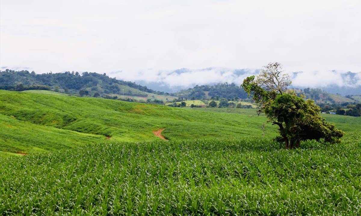 ไอหมอกแห่งขุนเขาวังน้ำเขียว เมืองแห่งธรรมชาติ