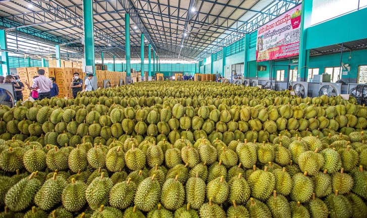 ทุเรียนไทย เสี่ยงเสียแชมป์การส่งออกทุเรียนไปจีน!