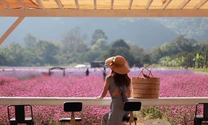 Hokkaido Flower Park Khaoyai ทุ่งดอกไม้สีชมพู มุมถ่ายรูปสุดปังเขาใหญ่