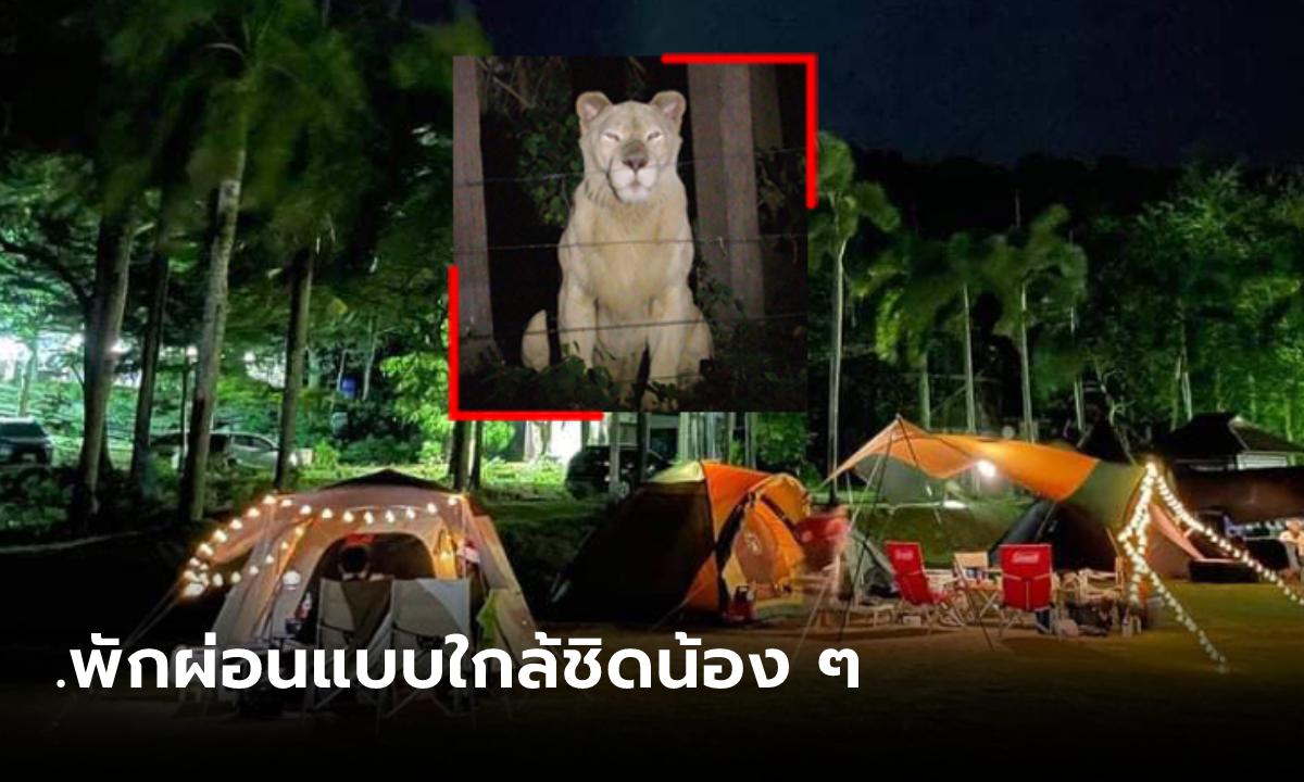 มิติใหม่แห่งการแคมป์ปิ้ง! นอนชมดาว ส่องสัตว์ ที่สวนสัตว์เปิดเขาเขียว