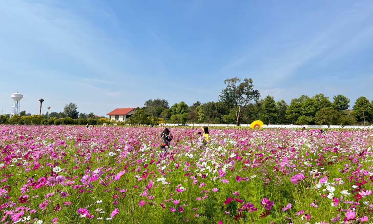 ทุ่งดอกคอสมอส มหาวิทยาลัยราชภัฏนครราชสีมา จุดเช็กอินใหม่โคราช