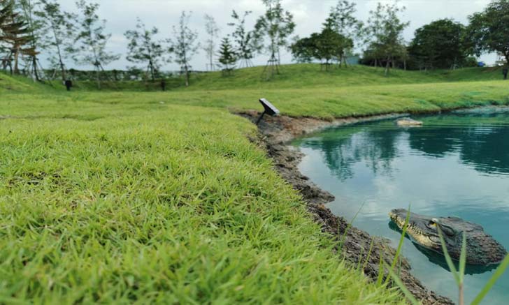 นนทบุรีมีแบบนี้ด้วย! Birdyard Camping ลานกางเต็นท์ริมบ่อน้ำสีฟ้า