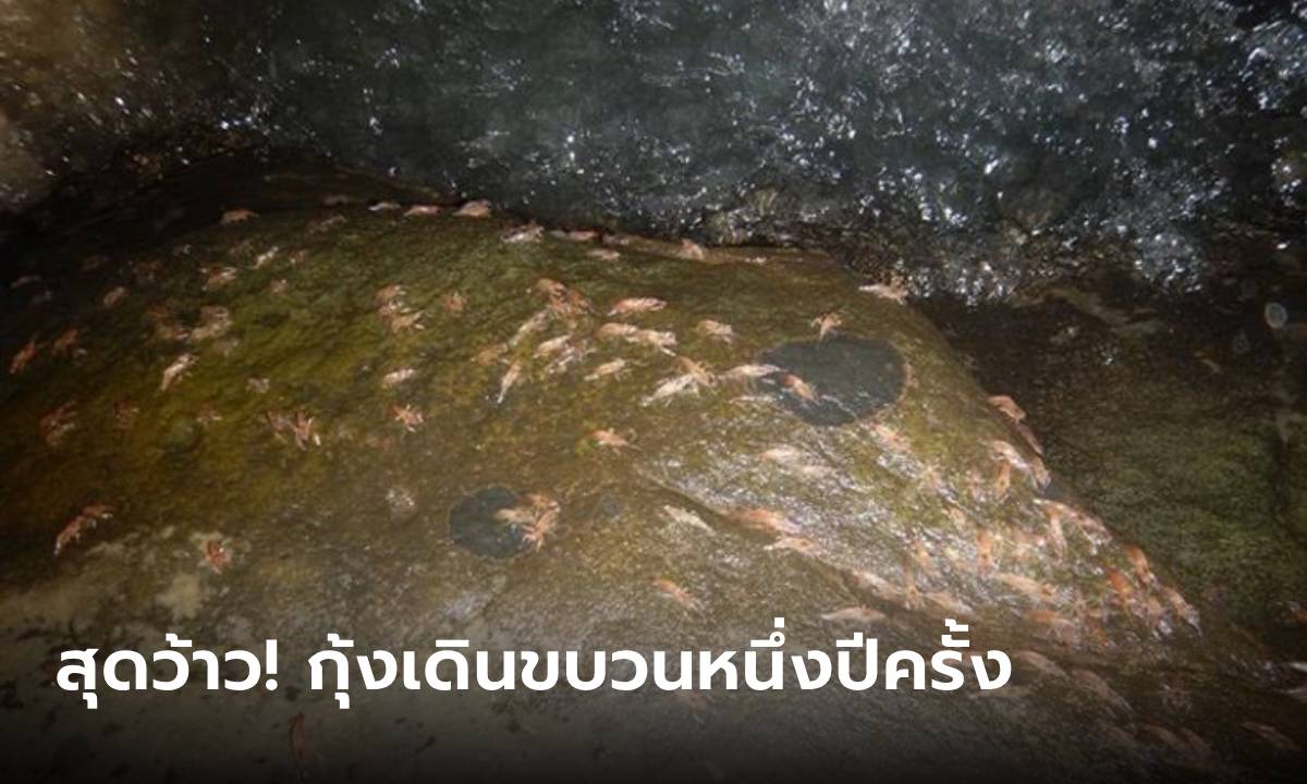 กุ้งเดินขบวน 2566 ปรากฏการณ์หาชมยาก 1 ปีมีครั้ง เริ่มขึ้นแล้ววันนี้!