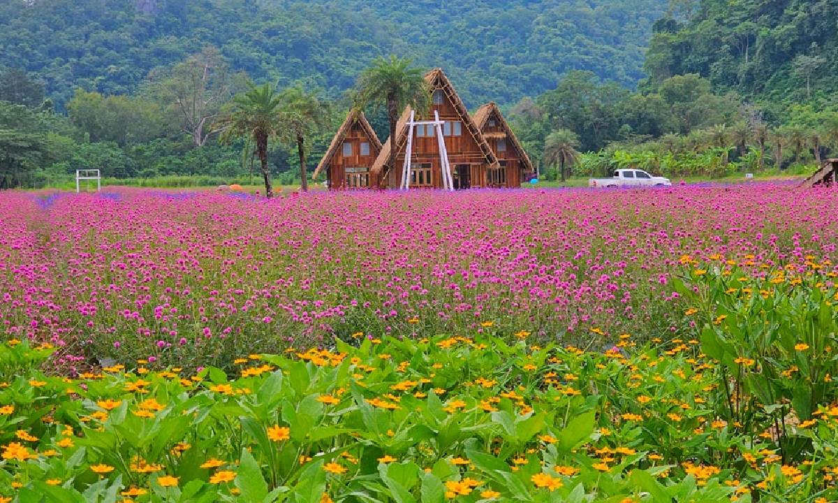 Hokkaido Flower Park Khaoyai ทุ่งดอกไม้เมืองหนาวกลางหุบเขา ไม่ต้องบินไกลถึงญี่ปุ่น