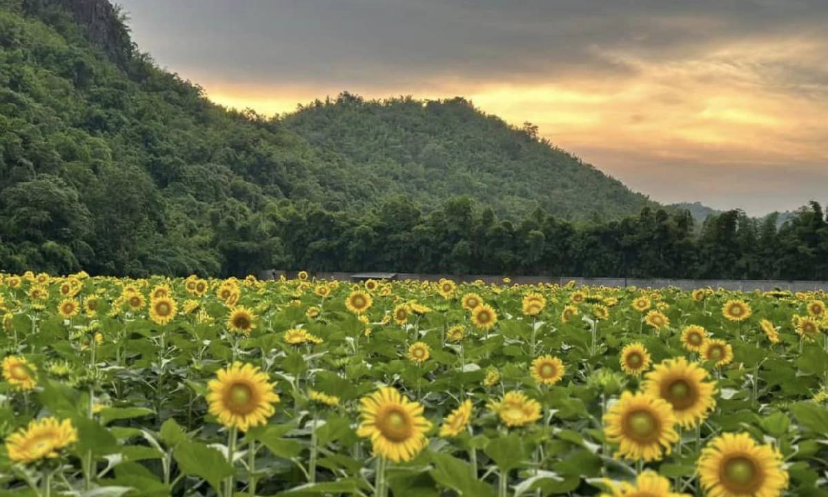 The Village Farm To Cafe\' ทุ่งดอกทานตะวันบานเต็มทุ่ง เปิดให้เข้าชมแล้ววันนี้
