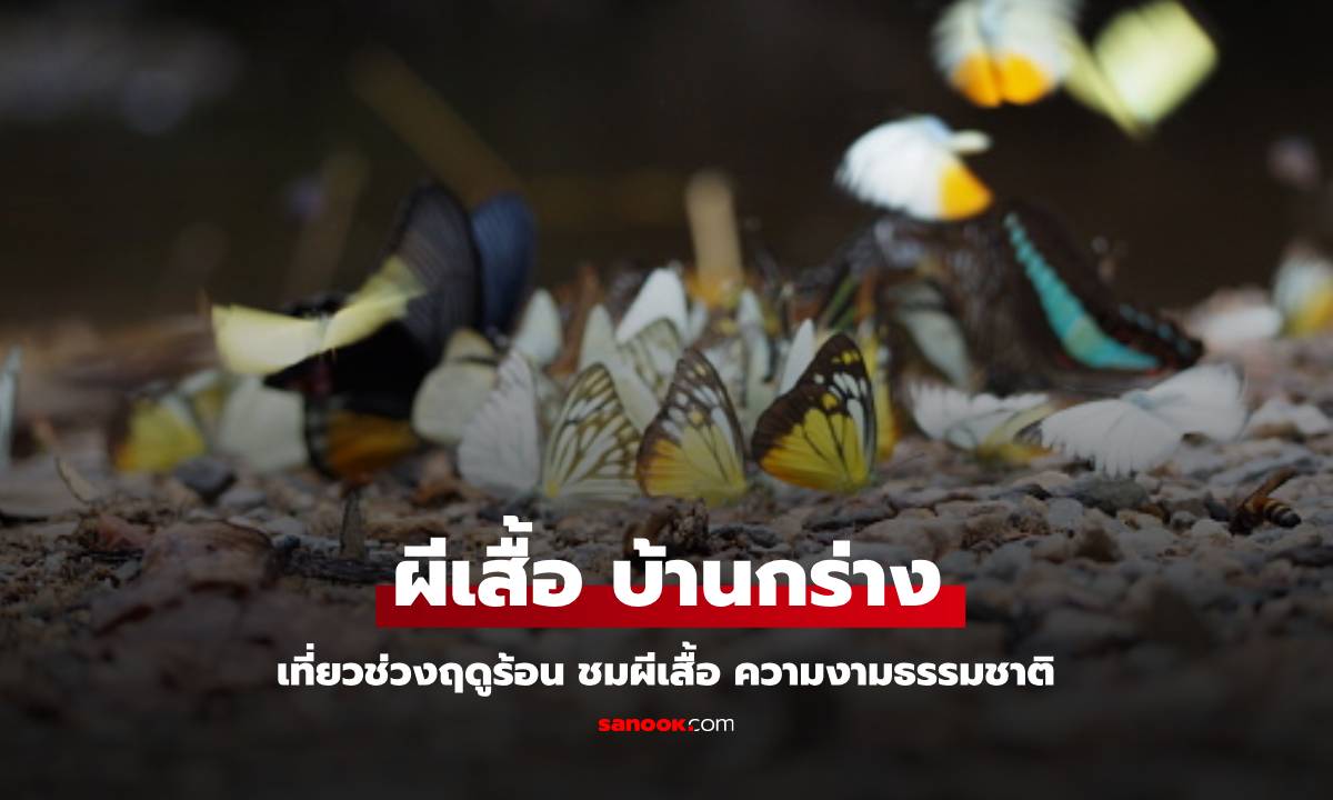 ดูผีเสื้อแก่งกระจาน 2568 ช่วงไหนดี ไฮไลต์น่าสนใจ ชมธรรมชาติ ความงาม