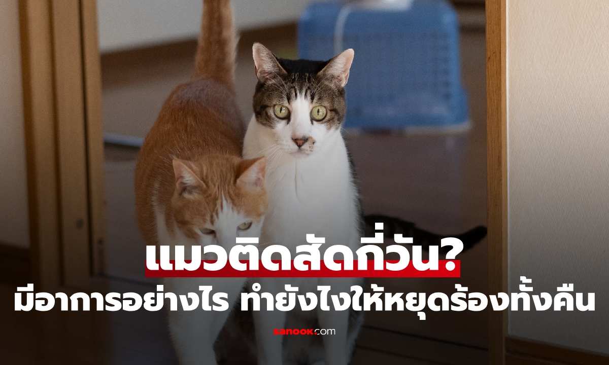แมวติดสัดกี่วัน? เช็กอาการ พร้อม 5 วิธีทำให้แมวหยุดร้องกวนใจทั้งคืน