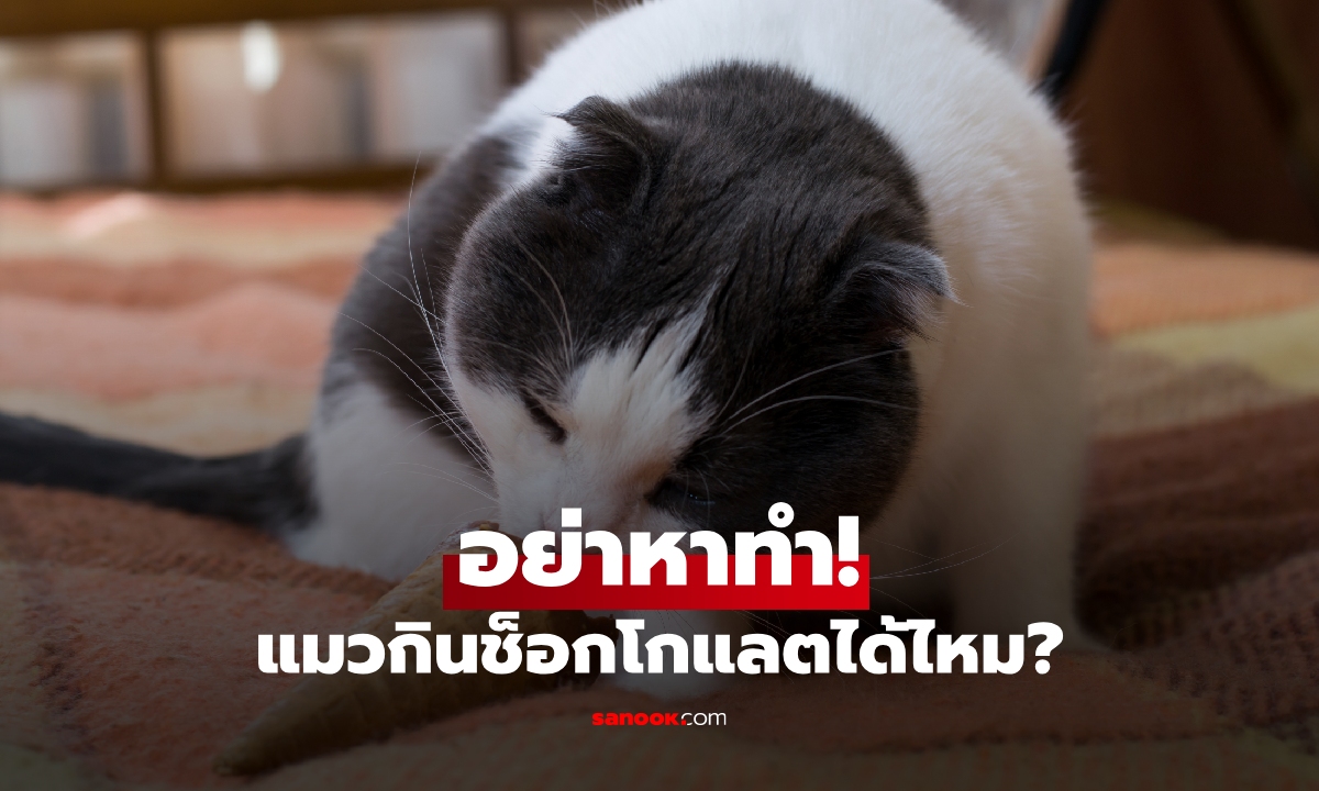 อย่าหาทำ! แมวกินช็อกโกแลตได้ไหม? ทาสแมวมือใหม่ต้องระวัง